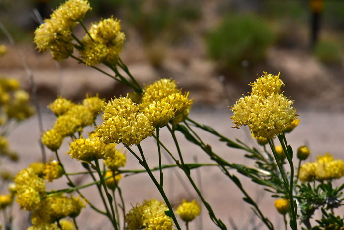 Rayless Goldenhead has flowers that may be single or clustered heads on short stalks on tips of new grow stems. Acamptopappus sphaerocephalus